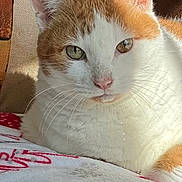 Gee is registered to the contest to win money with this photo: cat, orange_and_white, close_up, whiskers, fur, pet, animal, indoor, blanket, patterned_blanket, relaxed, calm, portrait, feline, cute, soft_light, shadow, ears, pink_nose, eyes