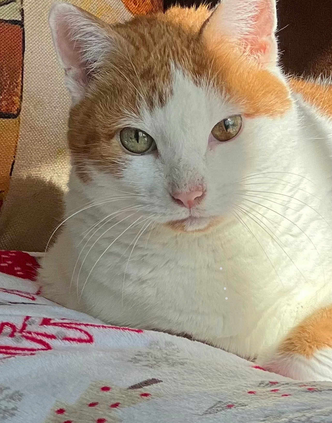 Gee is registered to the contest to win money with this photo: cat, orange_and_white, close_up, whiskers, fur, pet, animal, indoor, blanket, patterned_blanket, relaxed, calm, portrait, feline, cute, soft_light, shadow, ears, pink_nose, eyes