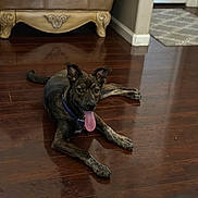 Whistle Anne is registered to the contest to win money with this photo: dog, brindle, tongue_out, floor, wooden_floor, indoor, pet, canine, collar, relaxed, happy, ears_up, living_room, furniture, rug, home, animal, lying_down, domestic_animal, mammal