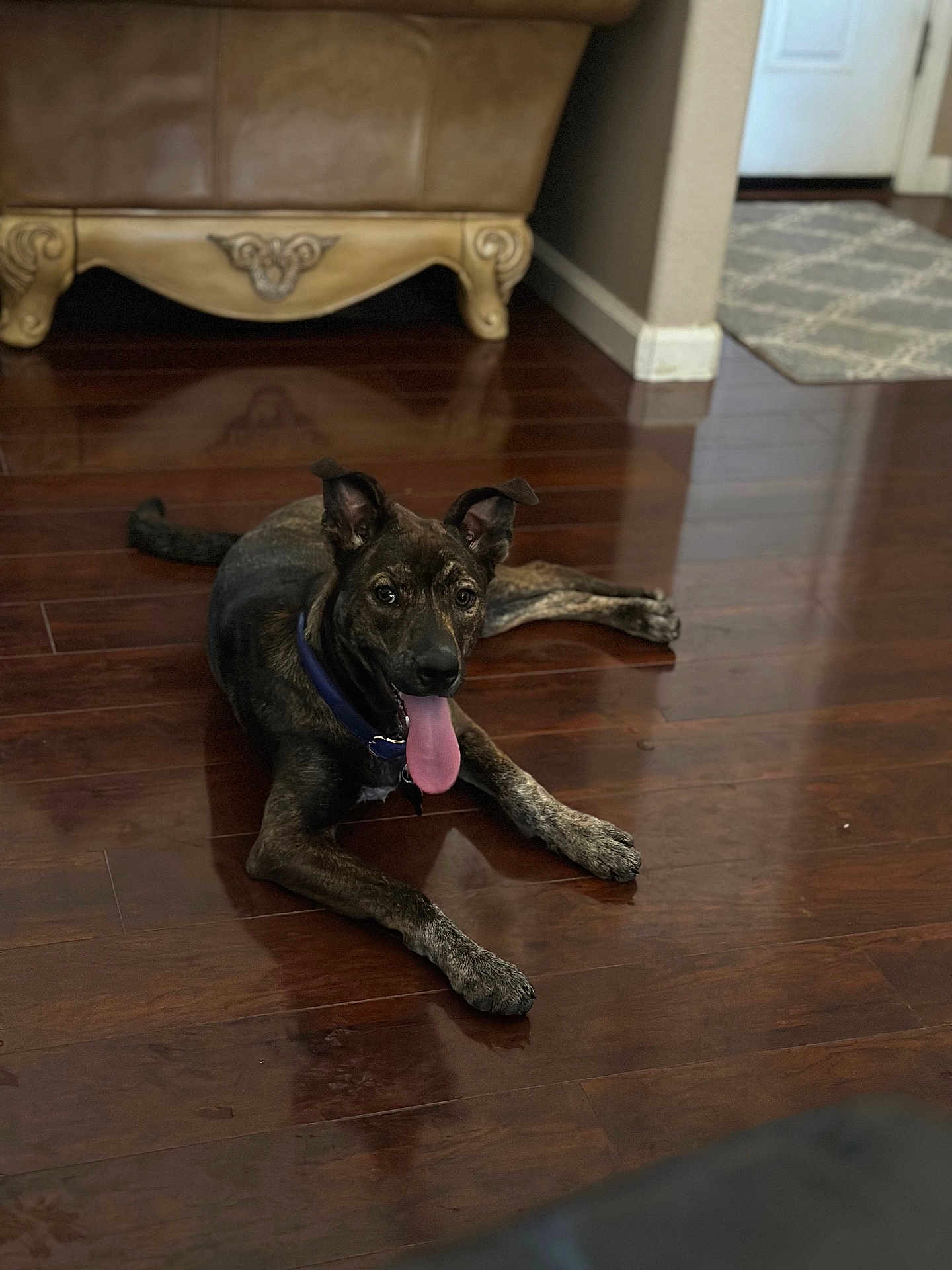 Whistle Anne is registered to the contest to win money with this photo: dog, brindle, tongue_out, floor, wooden_floor, indoor, pet, canine, collar, relaxed, happy, ears_up, living_room, furniture, rug, home, animal, lying_down, domestic_animal, mammal