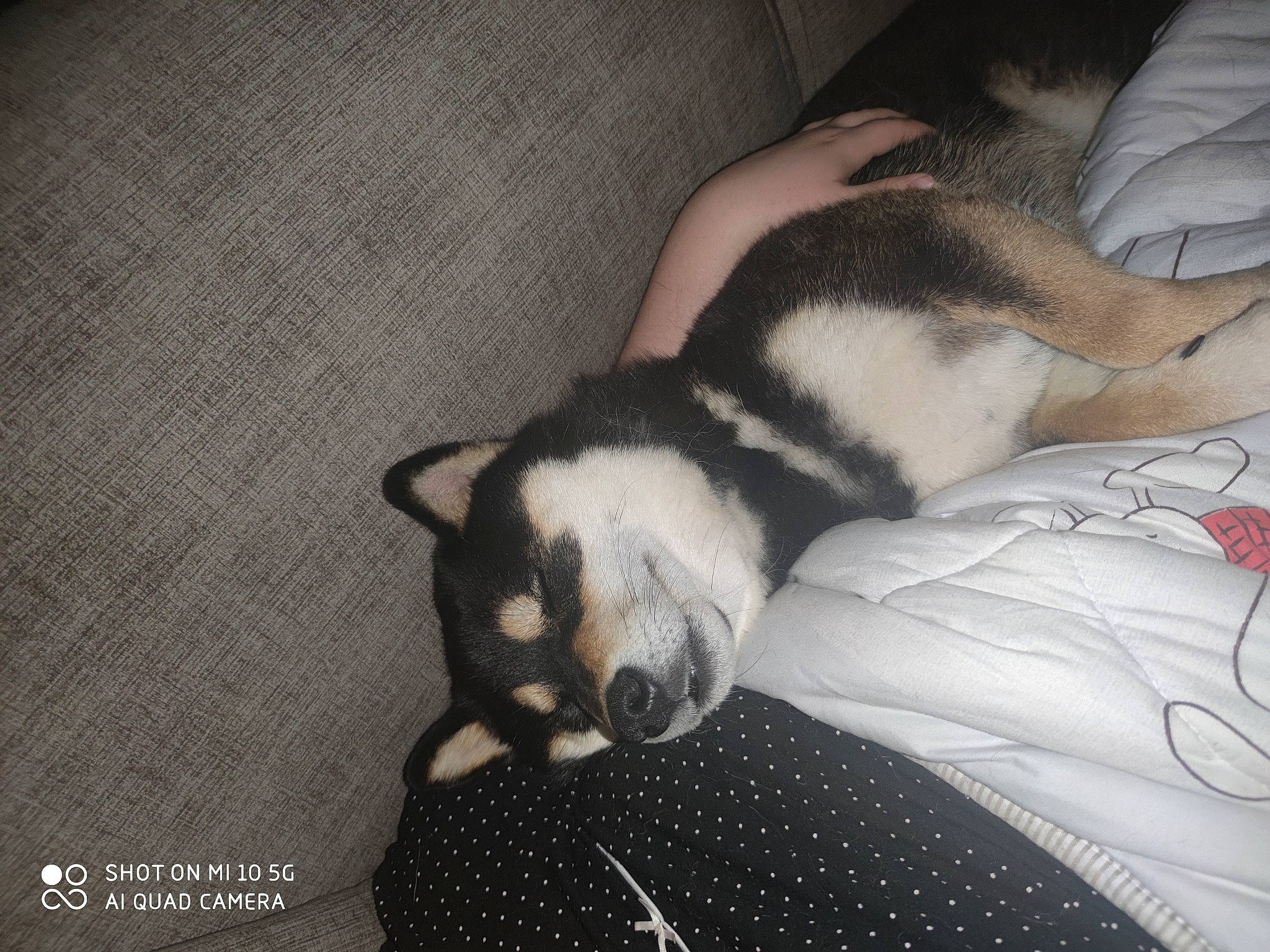 Akiro participe au concours pour gagner de l'argent avec cette photo : boston_terrier, claw, comfort, companion_dog, dog, dog_breed, domestic_short_haired_cat, fawn, felidae, ferret, grey, linens, mustelidae, paw, small_to_medium_sized_cats, sporting_group, tail, terrestrial_animal, toy_dog, whiskers