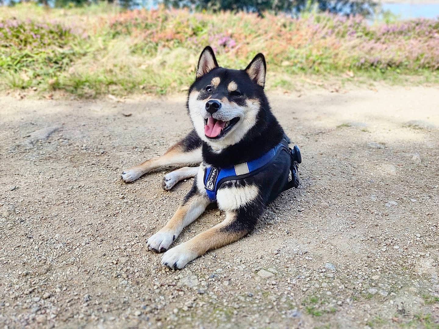 Akiro participe au concours pour gagner de l'argent avec cette photo : canidae, canis, carnivore, companion_dog, dog, dog_breed, dog_supply, electric_blue, fawn, grass, herding_dog, leash, plant, recreation, sled_dog, snout, sporting_group, tail, working_animal, working_dog