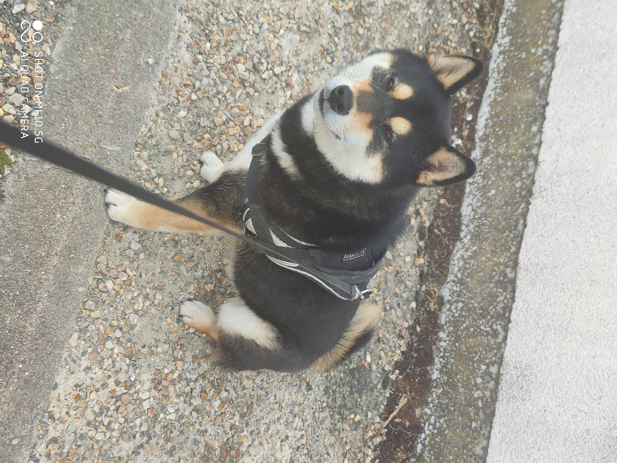 Akiro a rejoint le concours — aidez-le/la à gagner de superbes lots ! asphalt, canidae, carnivore, companion_dog, concrete, dog, dog_breed, fawn, fur, paw, road, road_surface, shadow, sidewalk, snout, sporting_group, tail, tar, terrestrial_animal, working_animal