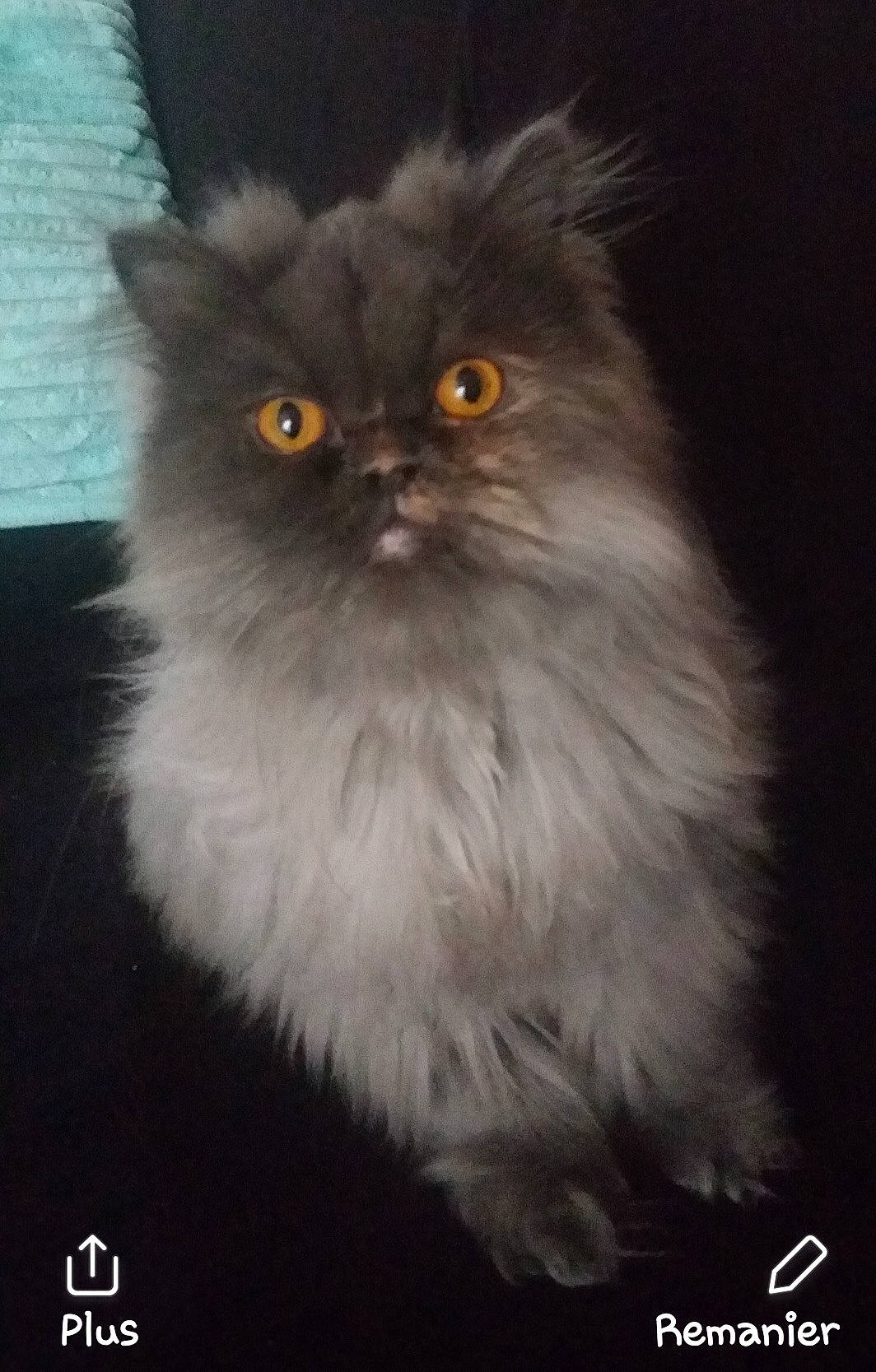 Malik participe au concours pour gagner de l'argent avec cette photo : asian_semi_longhair, british_longhair, british_semi_longhair, carnivore, cat, domestic_long_haired_cat, eye, felidae, fur, himalayan, iris, kitten, mammal, napoleon_cat, norwegian_forest_cat, persian, photo_caption, siberian, small_to_medium_sized_cats, whiskers