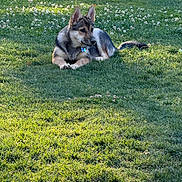 Hershey is registered to the contest to win money with this photo: dog, grass, flower, outdoor, animal, pet, nature, sunlight, greenery, relaxed, canine, park, lying_down, daylight, fur, collar, ears, tail, summer, peaceful
