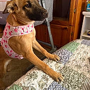 Choppers joined the competition — help win amazing prizes! dog, pet, harness, bedspread, quilt, floral_pattern, indoor, wooden_furniture, baby_crib, carpet, curious, brown_dog, canine, animal, bedroom, furniture, closeup, domestic_animal, paw, side_view
