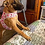 dog, pet, harness, bedspread, quilt, floral_pattern, indoor, wooden_furniture, baby_crib, carpet, curious, brown_dog, canine, animal, bedroom, furniture, closeup, domestic_animal, paw, side_view