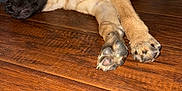 Choppers joined the competition — help win amazing prizes! dog, puppy, floor, wooden_floor, lying_down, resting, indoor, bedframe, suitcase, pet, animal, brown_fur, relaxed, cozy, paw, ears, black_muzzle, canine, home, quiet