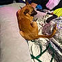 Choppers joined the competition — help win amazing prizes! dog, brown_dog, pillow, blanket, bed, person, hand, fabric, quilt, leash, indoor, resting, curled_up, soft_lighting, casual, purple_object, black_shirt, relaxation, home_interior, comfort