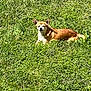 dog, grass, outdoor, sunlight, pet, animal, small_dog, chihuahua, relaxing, nature, green, field, sunny, canine, mammal, fur, ears, lying_down, daytime, squinting