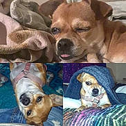 Cuddles joined the competition — help win amazing prizes! dog, small_dog, brown_dog, pet, blanket, cozy, indoor, cute, puppy, harness, lying_down, upside_down, winking, peeking, blanket_covered, fur, face, ears, expression, resting