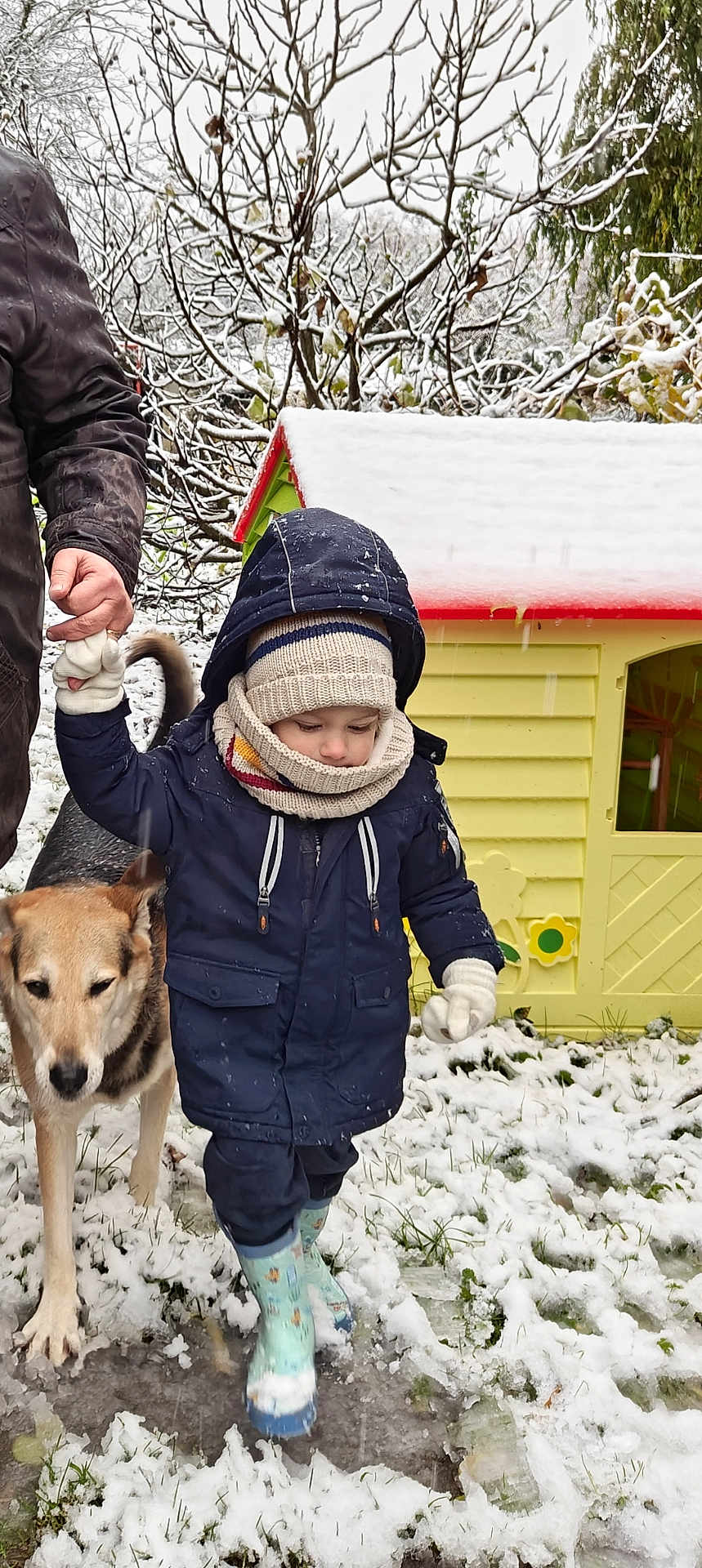 Malo participe au concours pour gagner de l'argent avec cette photo : child, toddler, snow, winter, dog, adult_hand, playhouse, boots, coat, gloves, scarf, hat, outdoor, grass, tree, snow_covered, walking, person, pet, cold_weather
