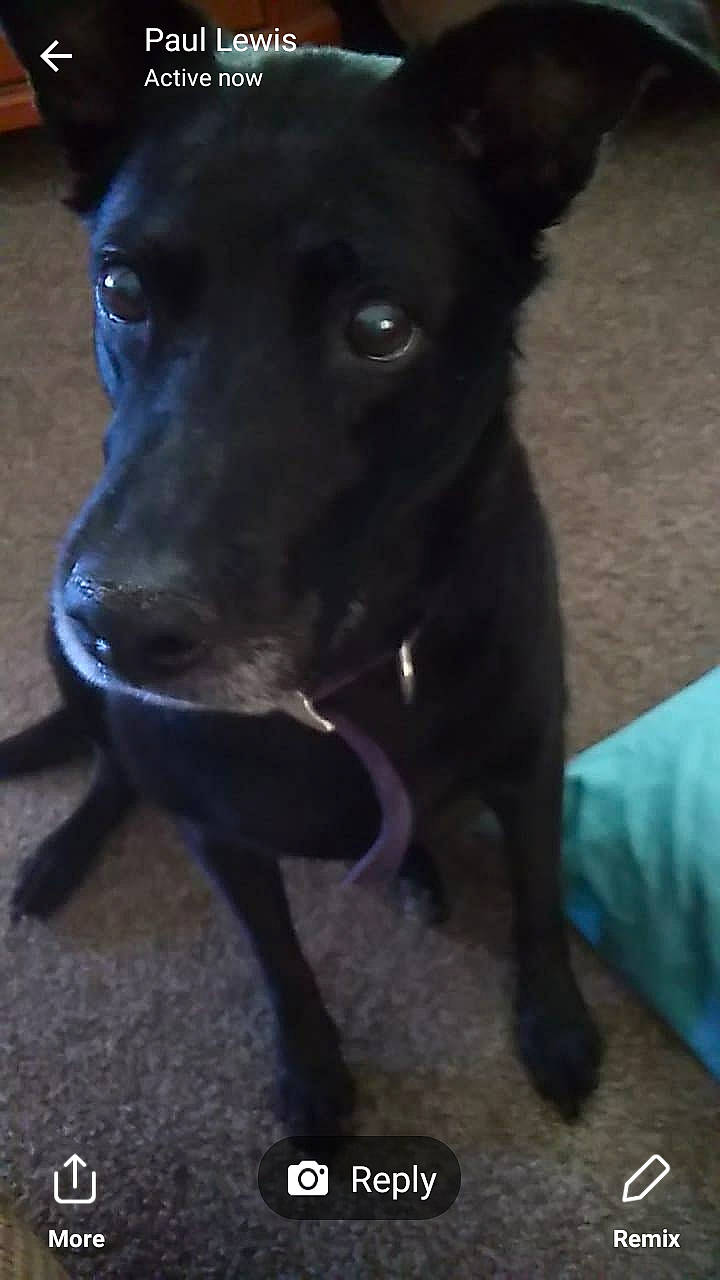 Julie joined the competition — help win amazing prizes! borador, carnivoran, dog, dog_breed, dog_breed_group, dog_like_mammal, formosan_mountain_dog, patterdale_terrier, photo_caption, rare_breed_dog, snout, sporting_group