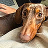 dog, dachshund, puppy, pet, animal, brown, long_hair, floppy_ears, large_eyes, long_snout, nose, lying_down, blanket, cozy, laptop, keyboard, hand, indoor, close_up, portrait
