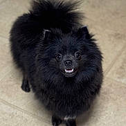 Fonzie joined the competition — help win amazing prizes! dog, pomeranian, black_fur, fluffy, pet, indoor, floor, tile, cute, small_dog, animal, canine, fur, looking_up, happy, smiling, domestic_animal, friendly, companion, adorable