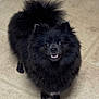 dog, pomeranian, black_fur, fluffy, pet, indoor, floor, tile, cute, small_dog, animal, canine, fur, looking_up, happy, smiling, domestic_animal, friendly, companion, adorable