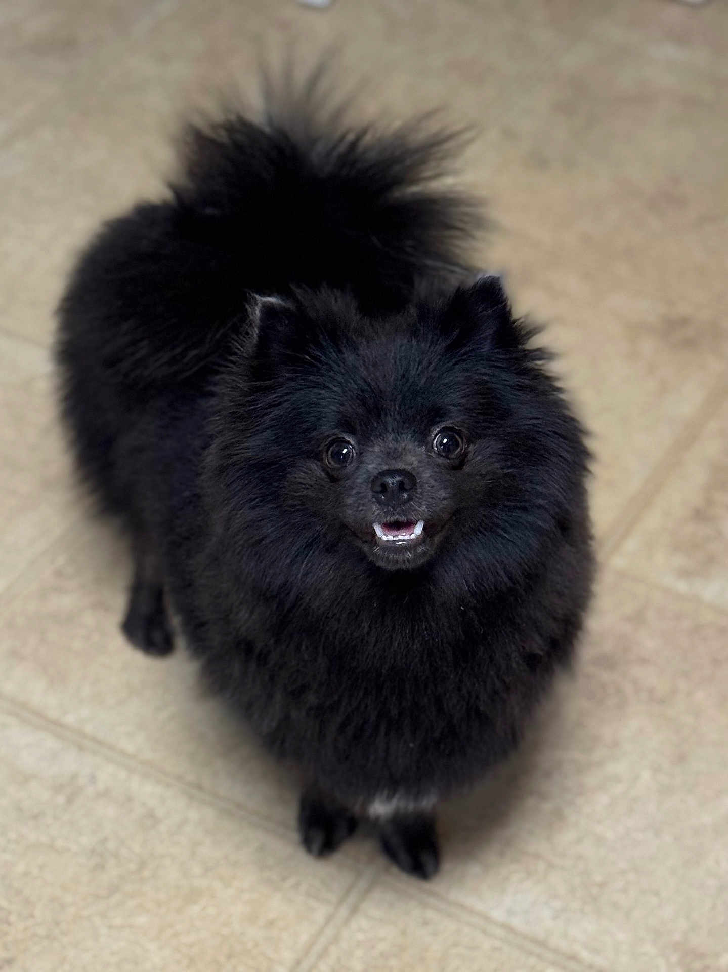 Fonzie