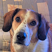 Jackson participe au concours pour gagner de l'argent avec cette photo : animal, brown, canine, closeup, companion, cute, dog, domestic, ears, expression, face, fur, furniture, home, indoors, looking, pet, portrait, sofa, white