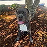 Zeus is registered to the contest to win money with this photo: autumn, bark, canine, collar, dog, dog_face, leaf_litter, leaves, mulch, outdoor, parking_lot, pet, portrait, shadow, sitting, sunlight, tongue, tree, tree_trunk, white_chest