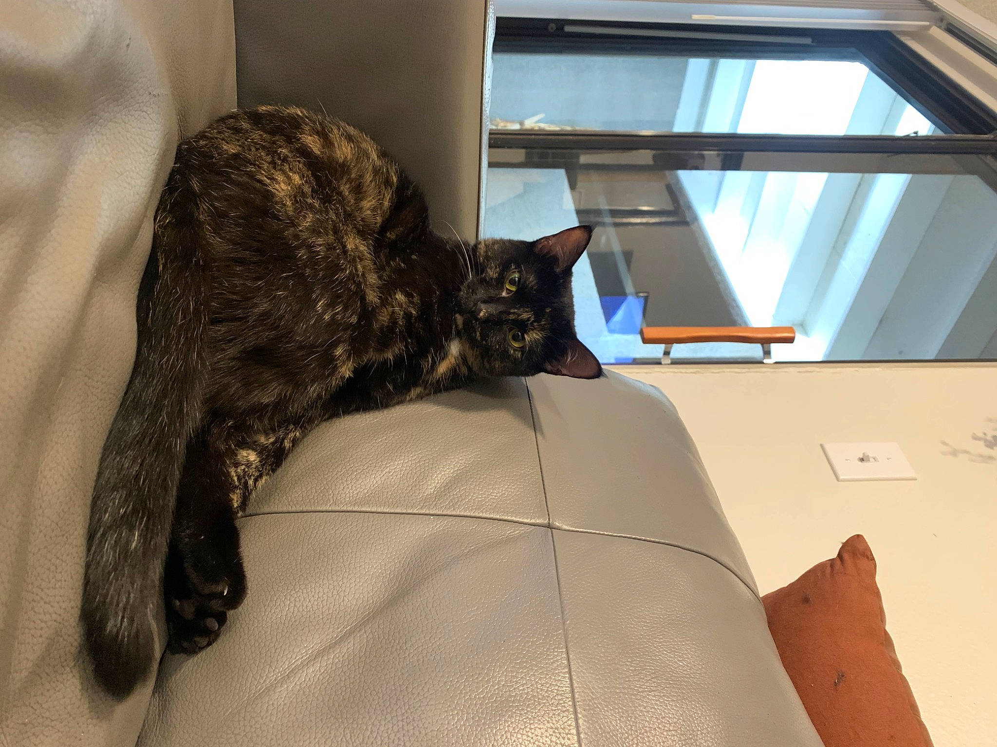 Snickers joined the competition — help win amazing prizes! carnivore, cat, comfort, domestic_short_haired_cat, felidae, flooring, fur, house, linens, room, small_to_medium_sized_cats, tail, terrestrial_animal, vehicle, vehicle_door, whiskers, window, wood