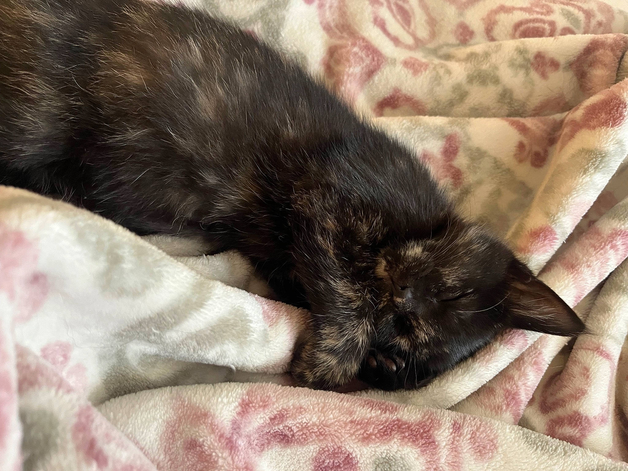 Snickers is registered to the contest to win money with this photo: black_cat, canidae, carnivore, cat, claw, comfort, dog_breed, domestic_short_haired_cat, felidae, foot, fur, gesture, human_leg, nail, paw, small_to_medium_sized_cats, sporting_group, tail, textile, whiskers