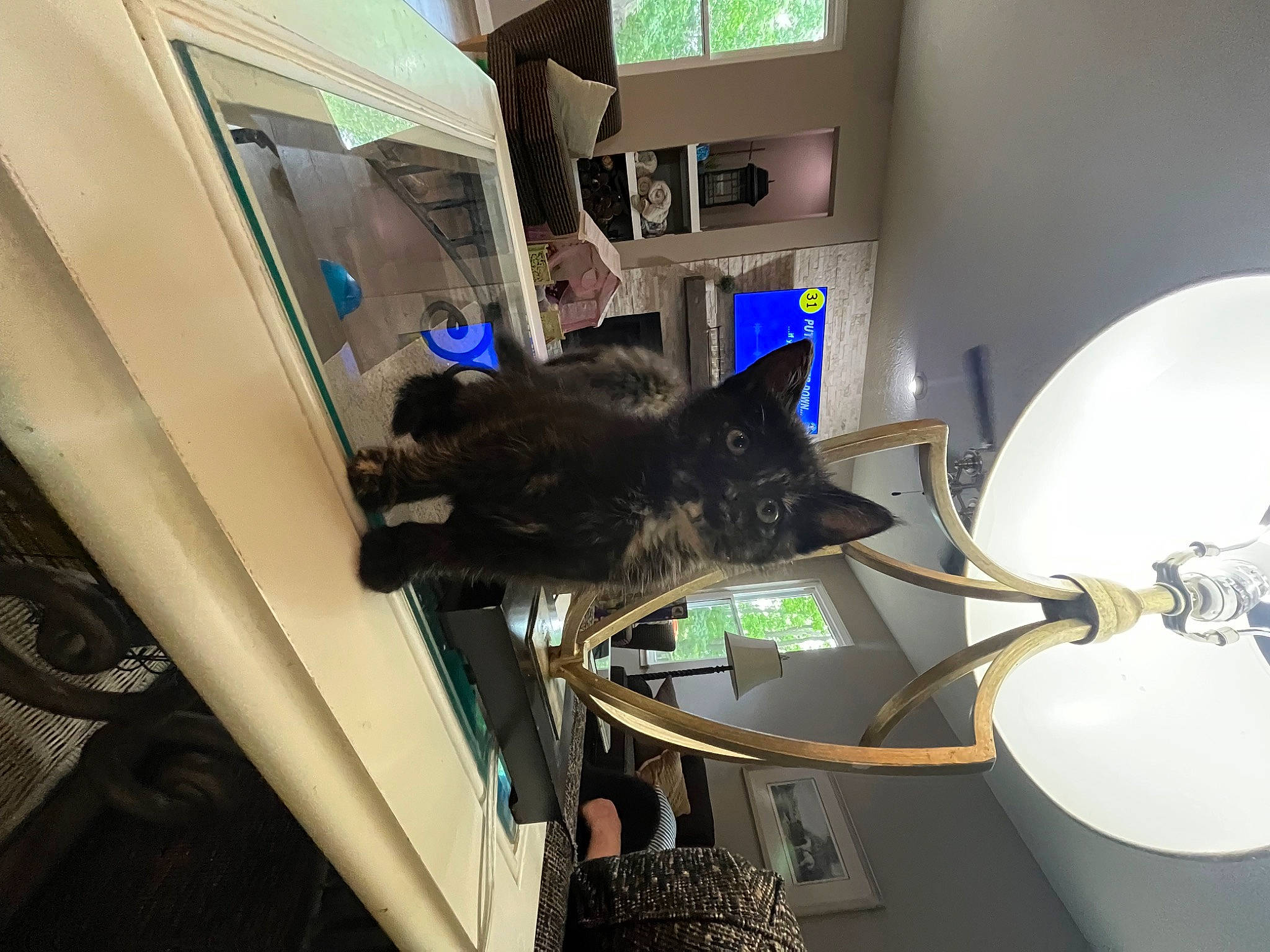 Snickers joined the competition — help win amazing prizes! cat, electrical_wiring, felidae, flooring, houseplant, machine, major_appliance, room, small_to_medium_sized_cats, vehicle_door