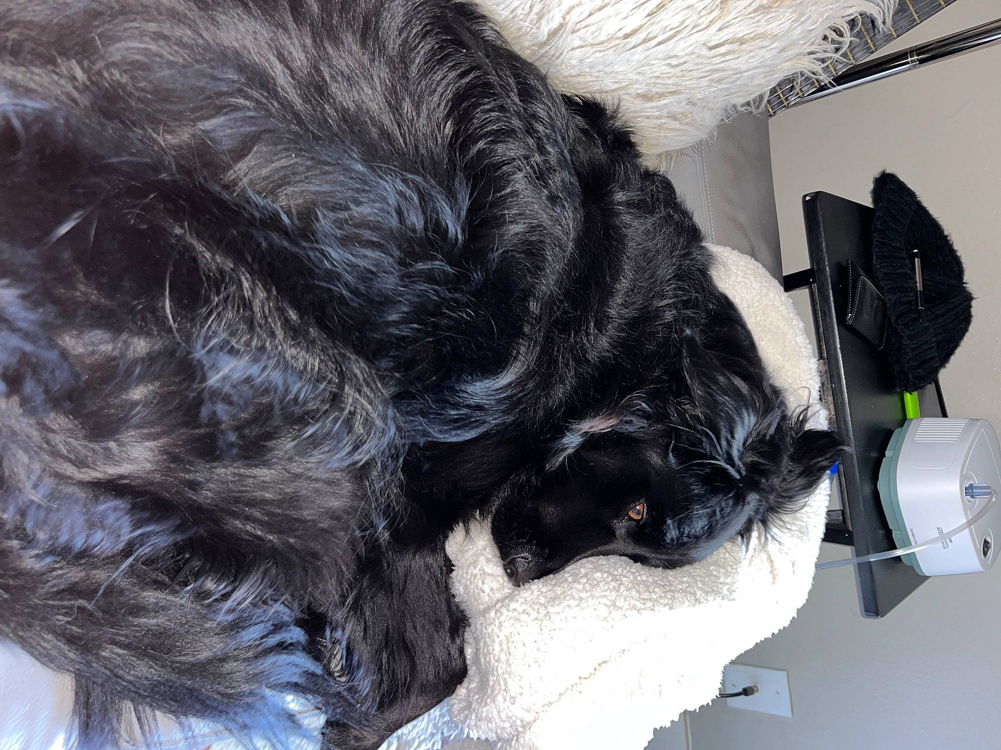 Charlie is registered to the contest to win money with this photo: canidae, carnivore, claw, comfort, companion_dog, dog, dog_breed, foot, fur, grey, liver, paw, snout, sporting_group, tail, whiskers