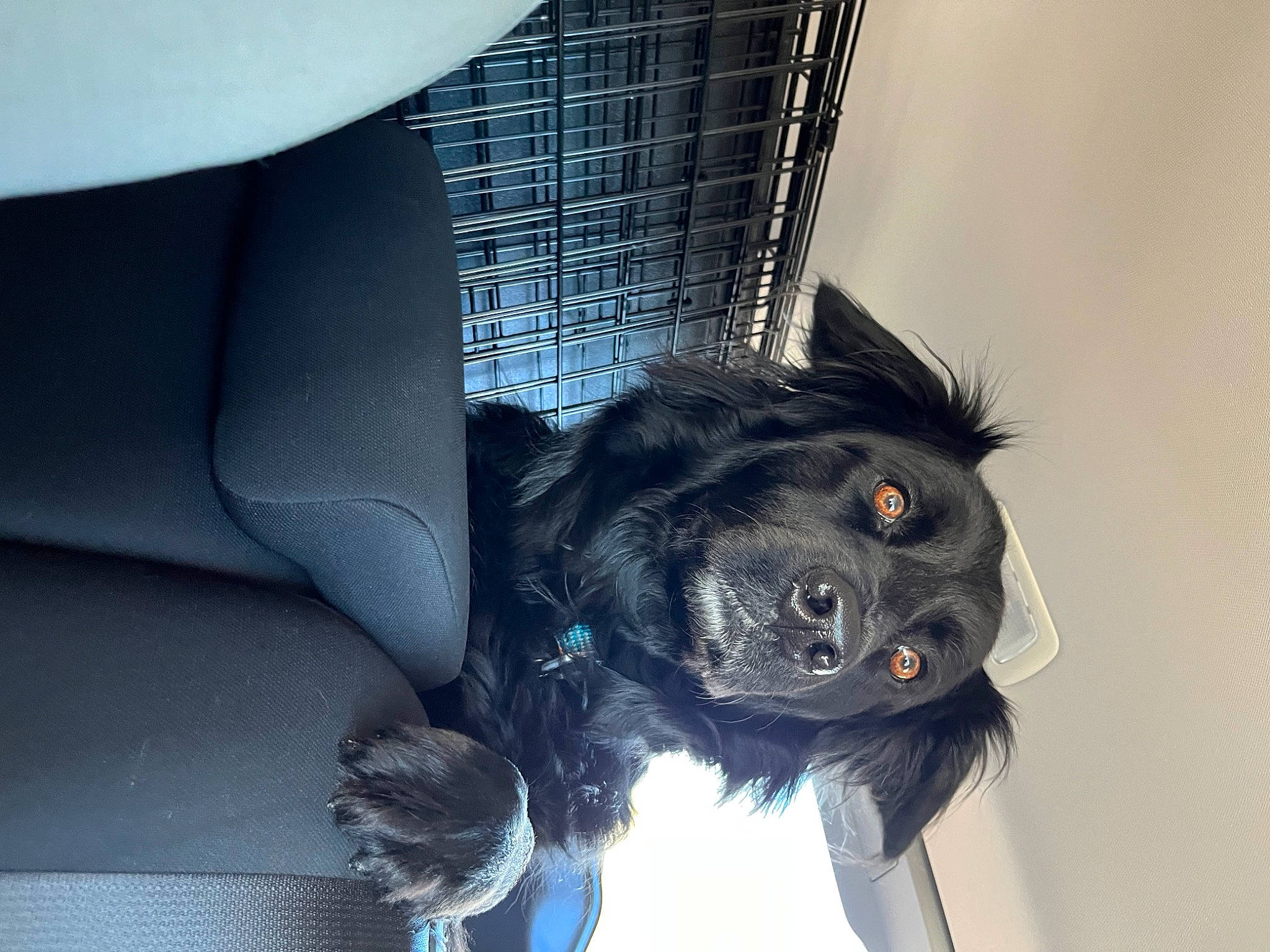 Charlie joined the competition — help win amazing prizes! canidae, car_seat, carnivore, companion_dog, dog, dog_breed, dress, electric_blue, fur, personal_protective_equipment, snout, sporting_group, stuffed_toy, sunglasses, tail, toy, vehicle_door, whiskers, window, wing