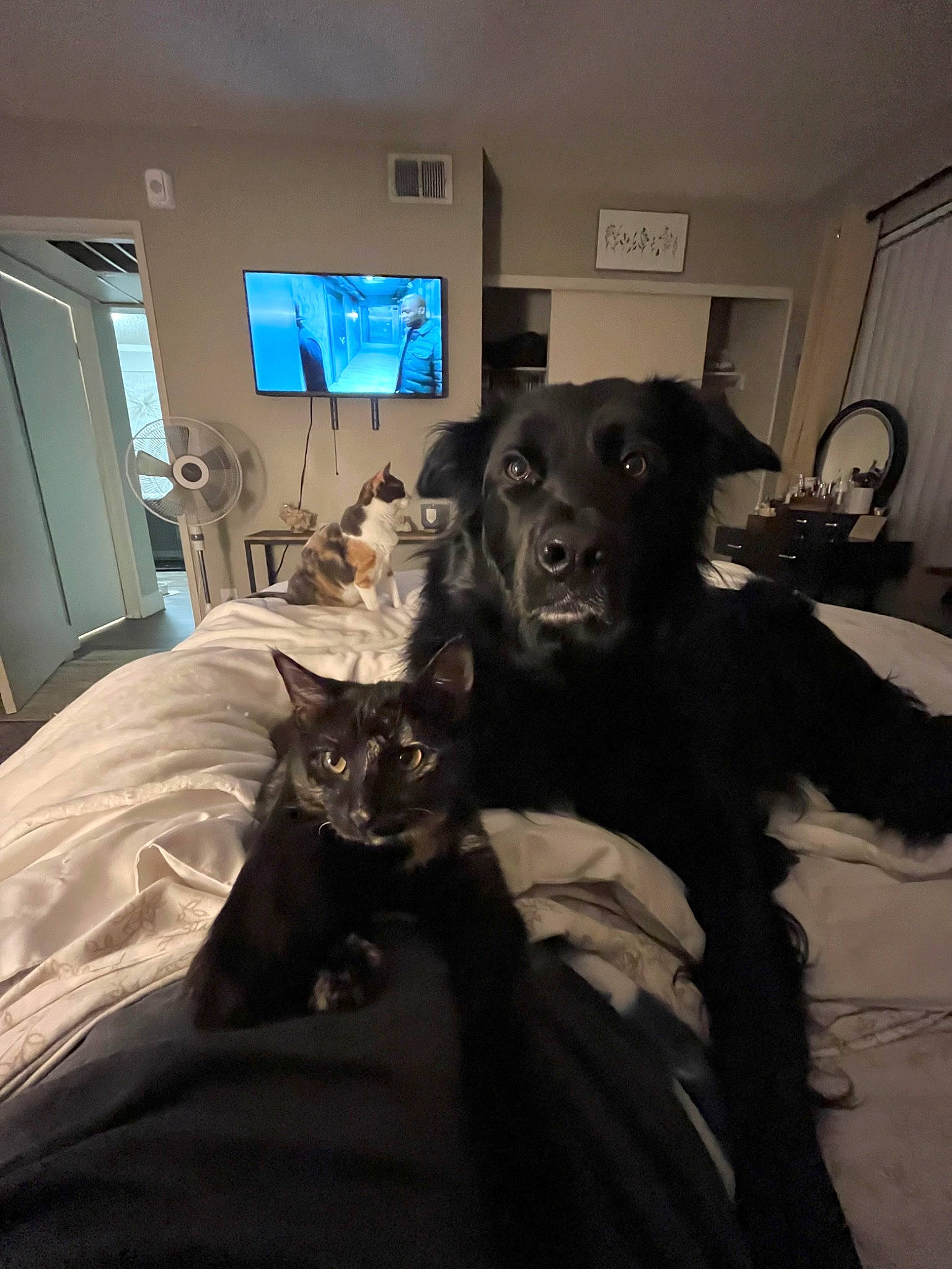 Charlie joined the competition — help win amazing prizes! bed, borador, canidae, carnivore, cat, comfort, companion_dog, dog, dog_breed, felidae, flooring, fur, linens, mammal, picture_frame, room, small_to_medium_sized_cats, sporting_group, television, whiskers