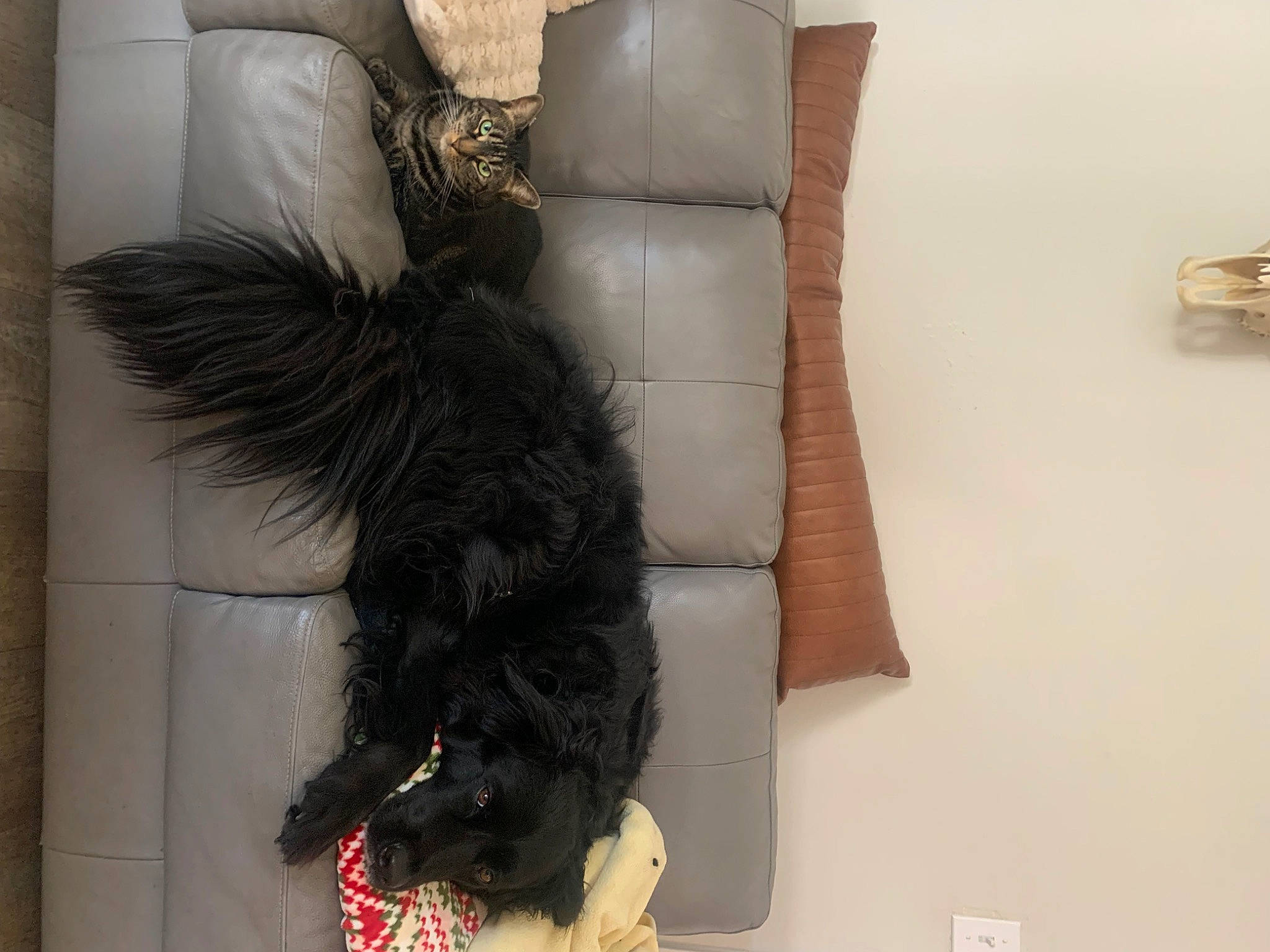 Charlie is registered to the contest to win money with this photo: canidae, carnivore, claw, comfort, companion_dog, dog, dog_breed, fashion_accessory, feather, foot, fur, human_leg, liver, sporting_group, studio_couch, tail, terrier, toy_dog, wing, working_animal