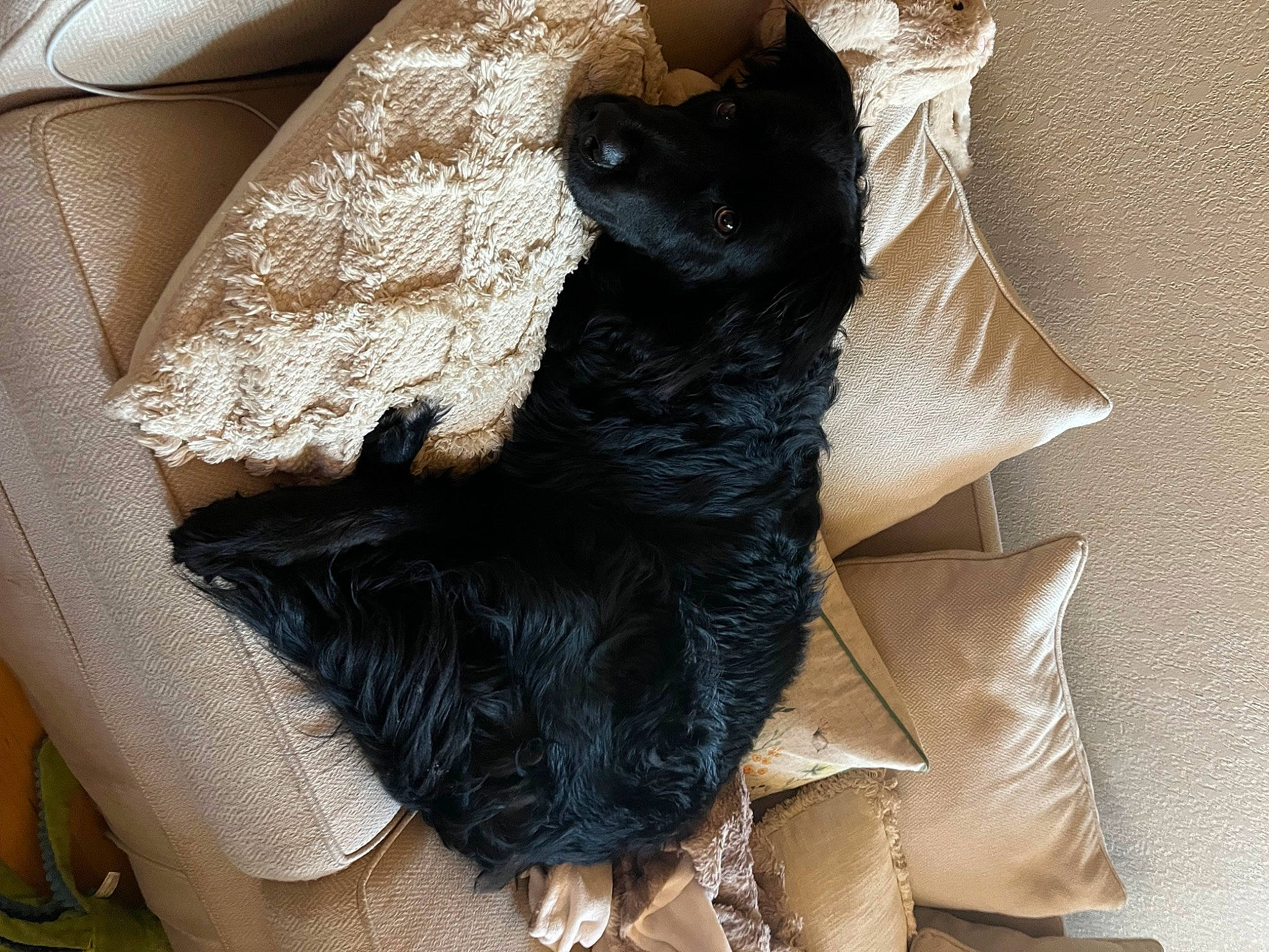 Charlie is registered to the contest to win money with this photo: bag, carnivore, comfort, companion_dog, day_dress, fashion_accessory, felidae, fur, grey, human_leg, linens, outerwear, pattern, sleeve, small_to_medium_sized_cats, textile, thigh, waist, whiskers, working_animal