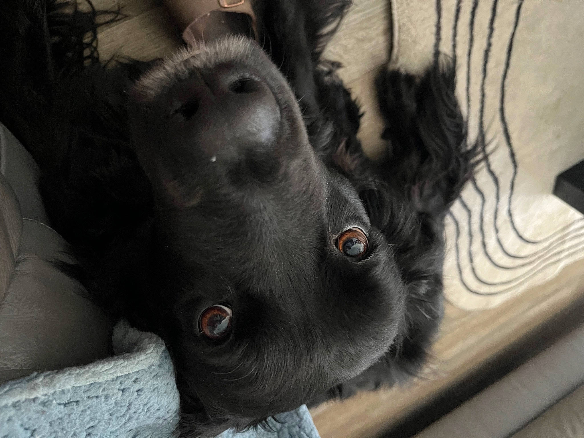 Charlie is registered to the contest to win money with this photo: canidae, carnivore, claw, comfort, companion_dog, dog, dog_breed, ear, felidae, foot, fur, gesture, monochrome, monochrome_photography, non_sporting_group, paw, small_to_medium_sized_cats, snout, whiskers, working_animal