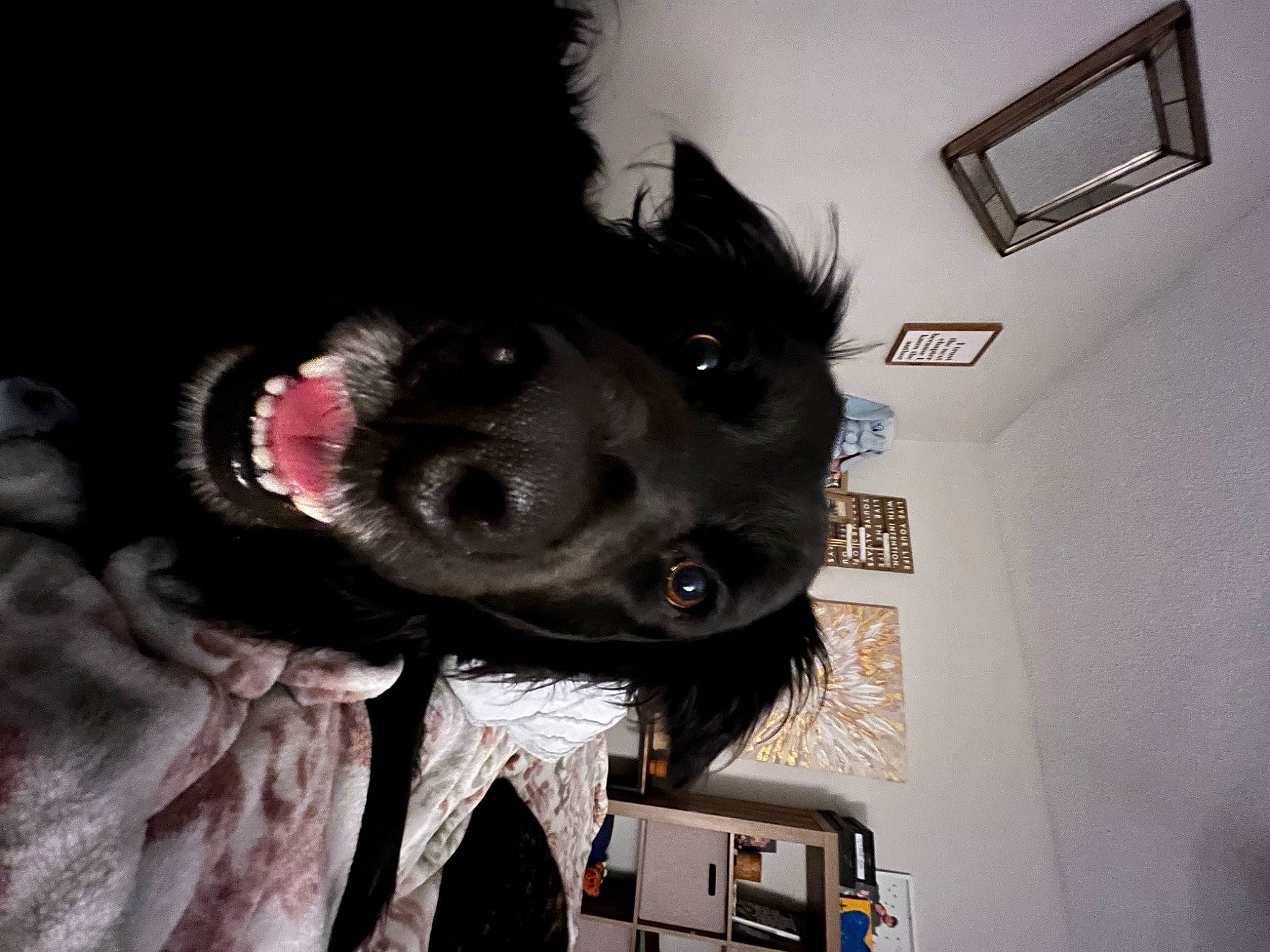 Charlie joined the competition — help win amazing prizes! canidae, carnivore, ceiling, companion_dog, costume, dog, dog_breed, ear, fur, fur_clothing, helmet, houseplant, non_sporting_group, personal_protective_equipment, picture_frame, snout, sporting_group, whiskers