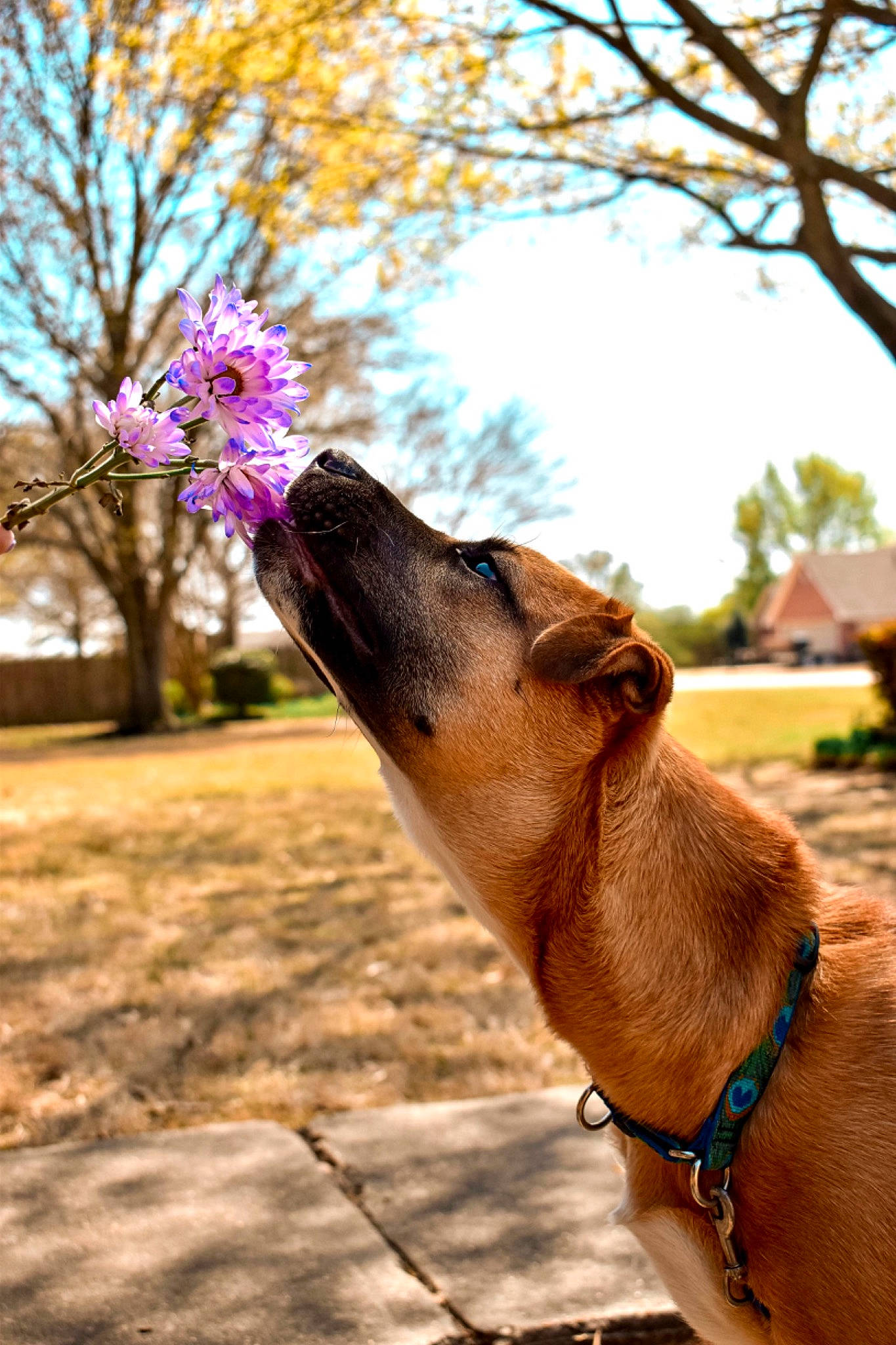 Ellie joined the competition — help win amazing prizes! carnivore, collar, dog, dog_breed, fawn, flower, grass, happy, leisure, morning, people_in_nature, plant, sky, snout, sunlight, terrestrial_animal, tree, whiskers, wood, working_animal
