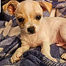 puppy, dog, small_dog, cream_fur, floppy_ears, brown_ears, dark_eyes, black_nose, pet, animal, cute, portrait, close_up, sitting, lying_down, blanket, bed, indoor, cozy, photography