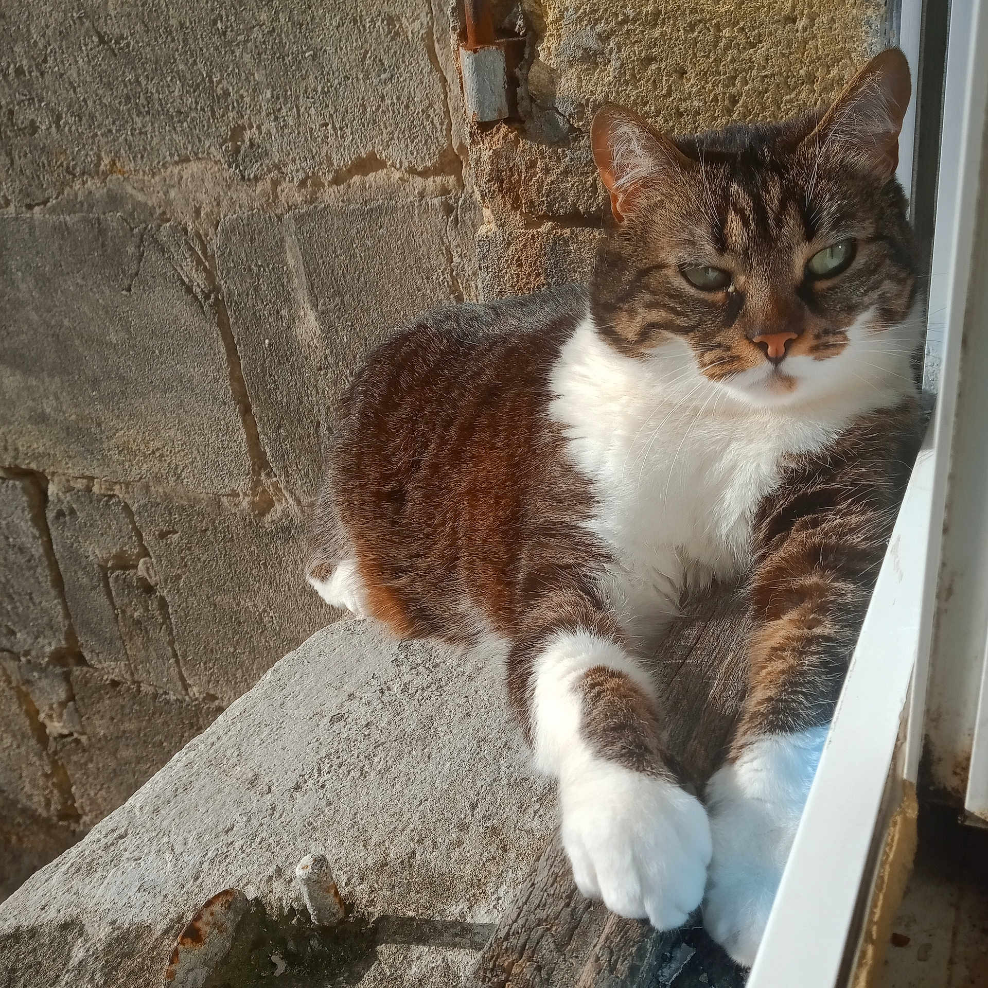 Tigresse participe au concours pour gagner de l'argent avec cette photo : cat, tabby, white_paws, relaxed, sunlight, stone_ledge, rustic_wall, outdoor, animal, pet, feline, resting, closeup, fur, whiskers, ears, green_eyes, daylight, nature, quiet