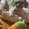 Sage Rudolph is registered to the contest to win money with this photo: dog, pet, bed, cushion, plush_toy, indoor, wood_floor, relaxing, small_dog, fur, collar, toy, orange, green, soft_light, shadow, cozy, animal, companion, resting