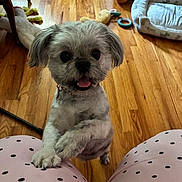 Sage Rudolph joined the competition — help win amazing prizes! dog, small_dog, happy, indoor, wooden_floor, dog_toys, dog_bed, pajamas, polka_dot, pet, playful, cute, fur, animal, floor, looking_up, open_mouth, person_legs, cozy, home