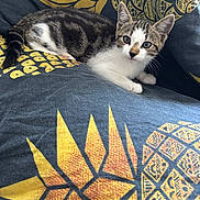 Bella participe au concours pour gagner de l'argent avec cette photo : animal, cat, close_up, curious, cushion, cute, ears, feline, indoor, kitten, lying_down, patterned_fabric, pet, resting, small_paws, soft_texture, tabby, whiskers, white_fur, yellow_pattern