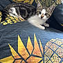 animal, cat, close_up, curious, cushion, cute, ears, feline, indoor, kitten, lying_down, patterned_fabric, pet, resting, small_paws, soft_texture, tabby, whiskers, white_fur, yellow_pattern