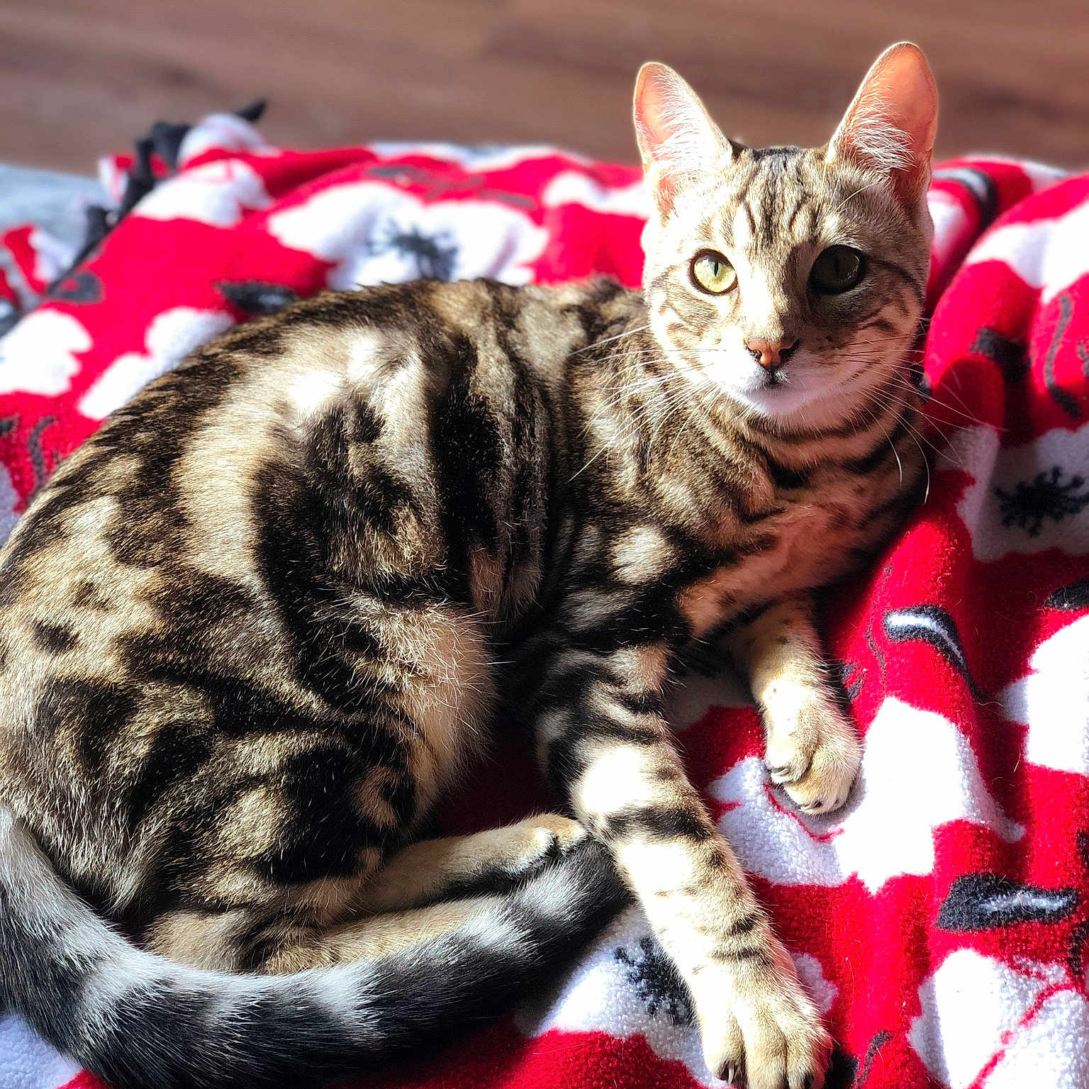 Bonsai joined the competition — help win amazing prizes! american_shorthair, american_wirehair, asian, bengal, california_spangled, carnivore, cat, domestic_short_haired_cat, dragon_li, egyptian_mau, european_shorthair, felidae, kitten, mammal, small_to_medium_sized_cats, sokoke, tabby_cat, toyger, vertebrate, whiskers