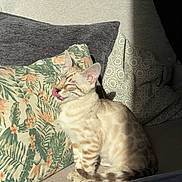 Snow participe au concours pour gagner de l'argent avec cette photo : cat, feline, tongue_out, spotted, sitting, couch, pillows, sunlight, indoor, cozy, patterned_pillow, striped_tail, relaxed, cute, pet, domestic_cat, furry, whiskers, ears, daylight