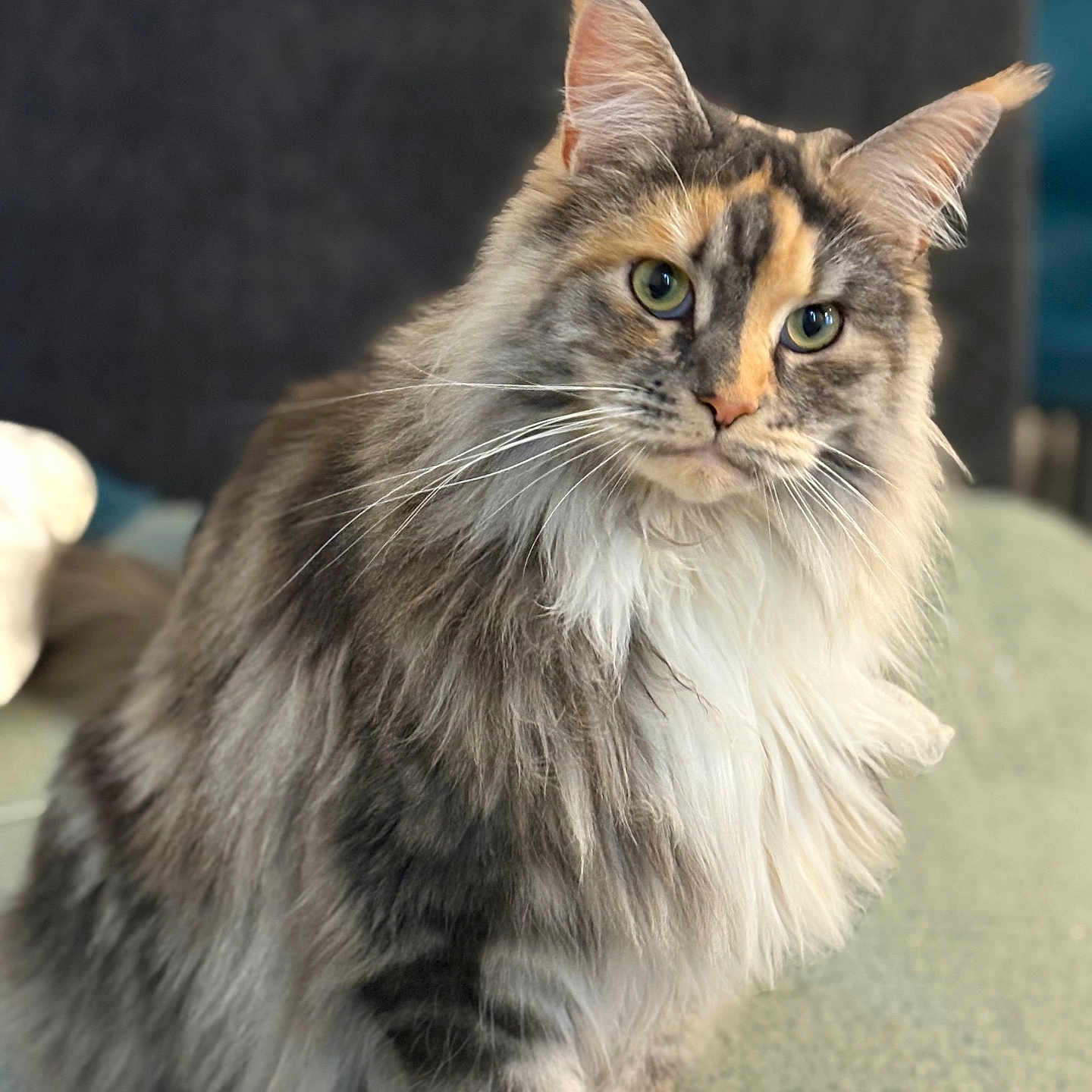 Nala