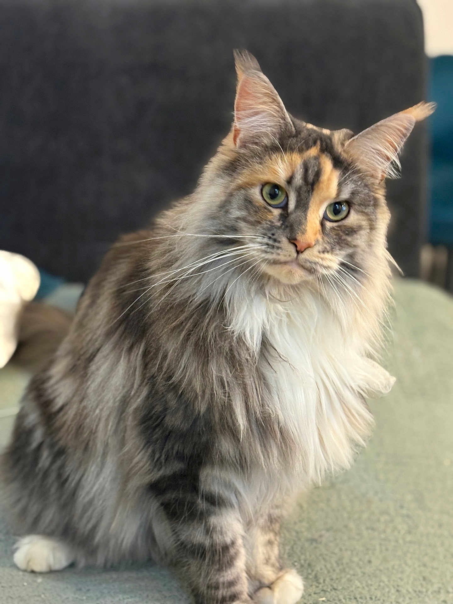 Nala a rejoint le concours — aidez-le/la à gagner de superbes lots ! cat, long_hair, feline, pet, animal, sitting, whiskers, ears, fur, portrait, indoor, domestic, cute, green_eyes, fluffy, tabby, white_paws, close_up, relaxed, background_blur