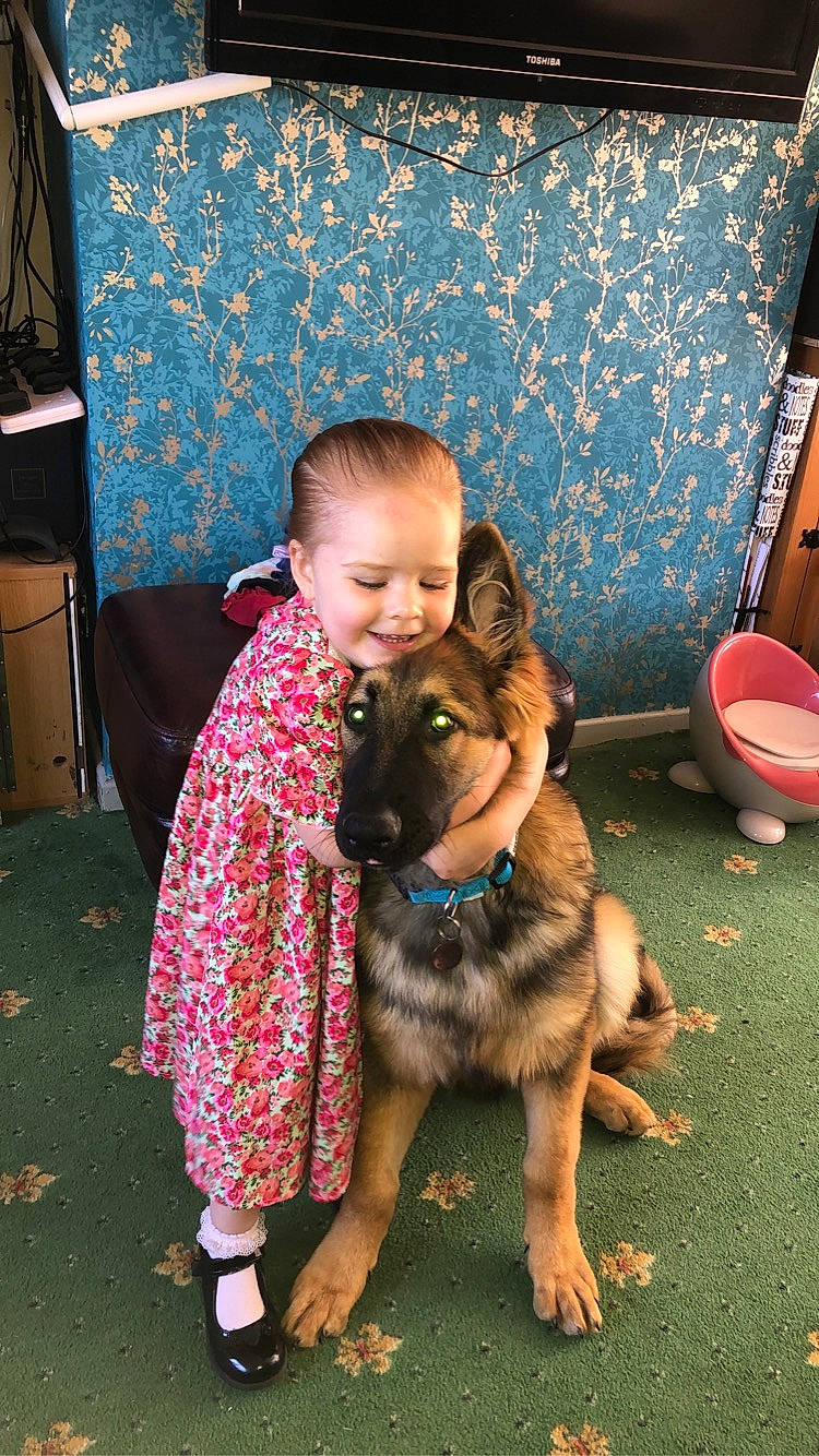 Rivia is registered to the contest to win money with this photo: carnivore, child, companion_dog, dog, dog_breed, event, fawn, flooring, fun, fur, german_shepherd_dog, happy, herding_dog, king_shepherd, sitting, smile, snout, sporting_group, toddler, vacation