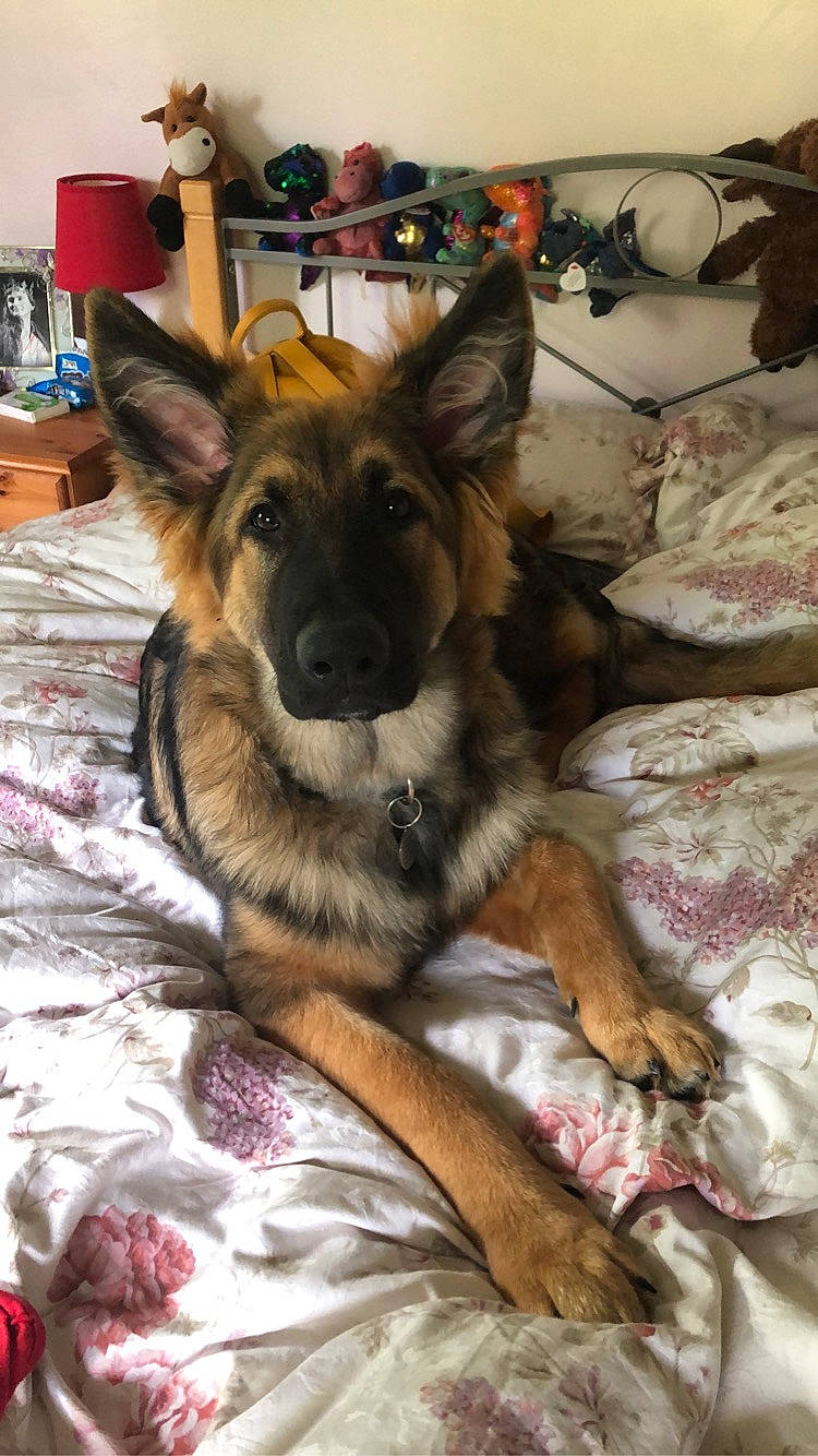 Rivia is registered to the contest to win money with this photo: canidae, carnivore, comfort, companion_dog, dog, dog_breed, ear, east_european_shepherd, fawn, fur, german_shepherd_dog, guard_dog, herding_dog, king_shepherd, old_german_shepherd_dog, paw, snout, sporting_group, wood, working_dog