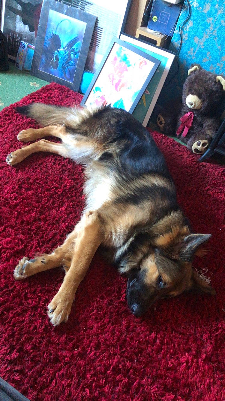 Rivia joined the competition — help win amazing prizes! canidae, carnivore, companion_dog, dog, dog_breed, east_european_shepherd, flooring, fur, german_shepherd_dog, herding_dog, king_shepherd, old_german_shepherd_dog, paw, snout, sporting_group, street_dog, tail, texas_heeler, working_animal, working_dog