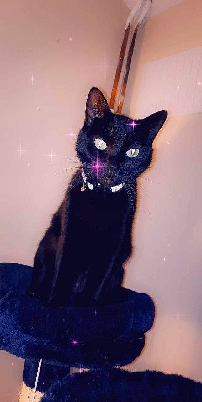 Gizmo joined the competition — help win amazing prizes! black_cat, carnivore, cat, domestic_short_haired_cat, electric_blue, felidae, formal_wear, fur, iris, purple, shadow, small_to_medium_sized_cats, snout, tail, whiskers