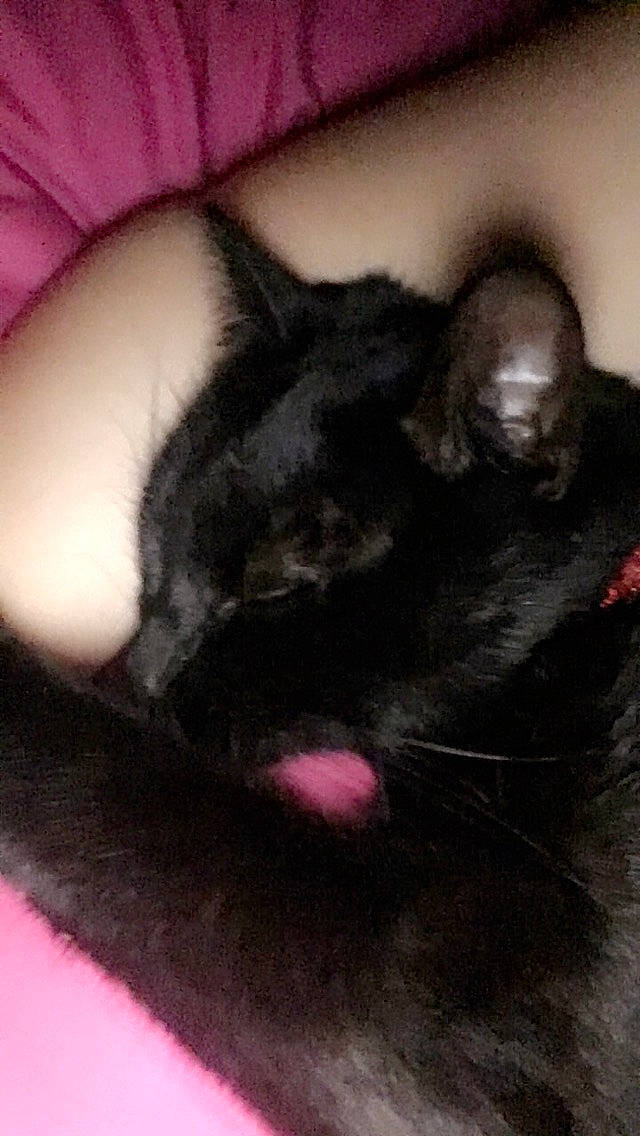 Gizmo joined the competition — help win amazing prizes! black_cat, bombay, carnivore, cat, cat_supply, claw, comfort, dog_breed, domestic_short_haired_cat, felidae, foot, fur, gesture, magenta, paw, small_to_medium_sized_cats, snout, tail, terrestrial_animal, whiskers