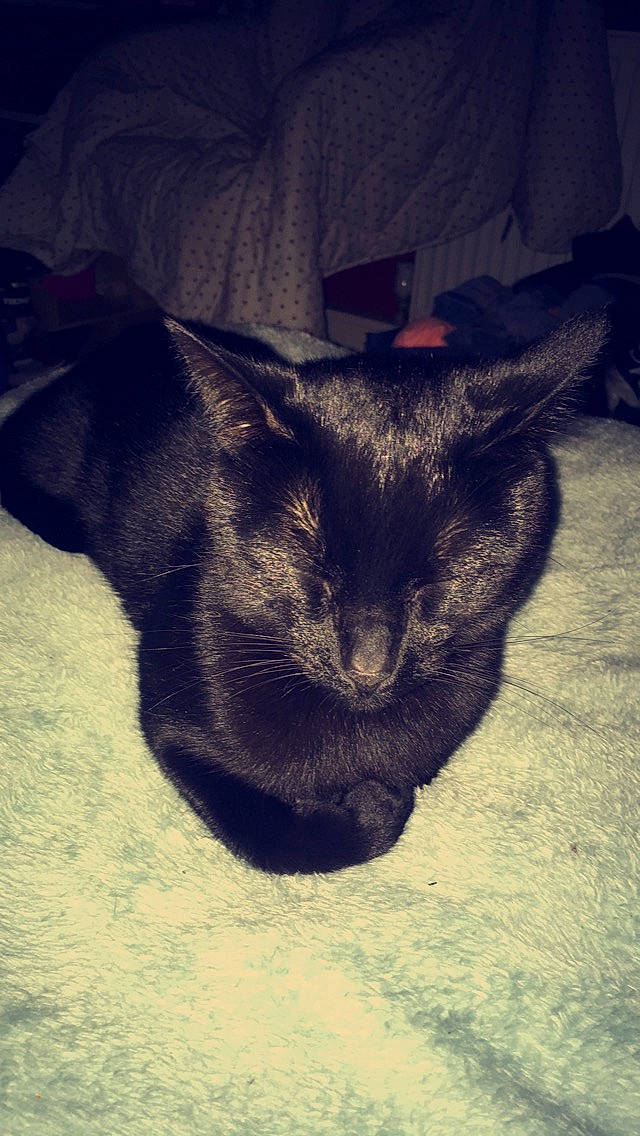 Gizmo joined the competition — help win amazing prizes! black_cat, carnivore, cat, cloud, comfort, dog_breed, domestic_short_haired_cat, electric_blue, felidae, fur, meteorological_phenomenon, plant, sky, small_to_medium_sized_cats, snout, tail, tints_and_shades, tree, whiskers, window